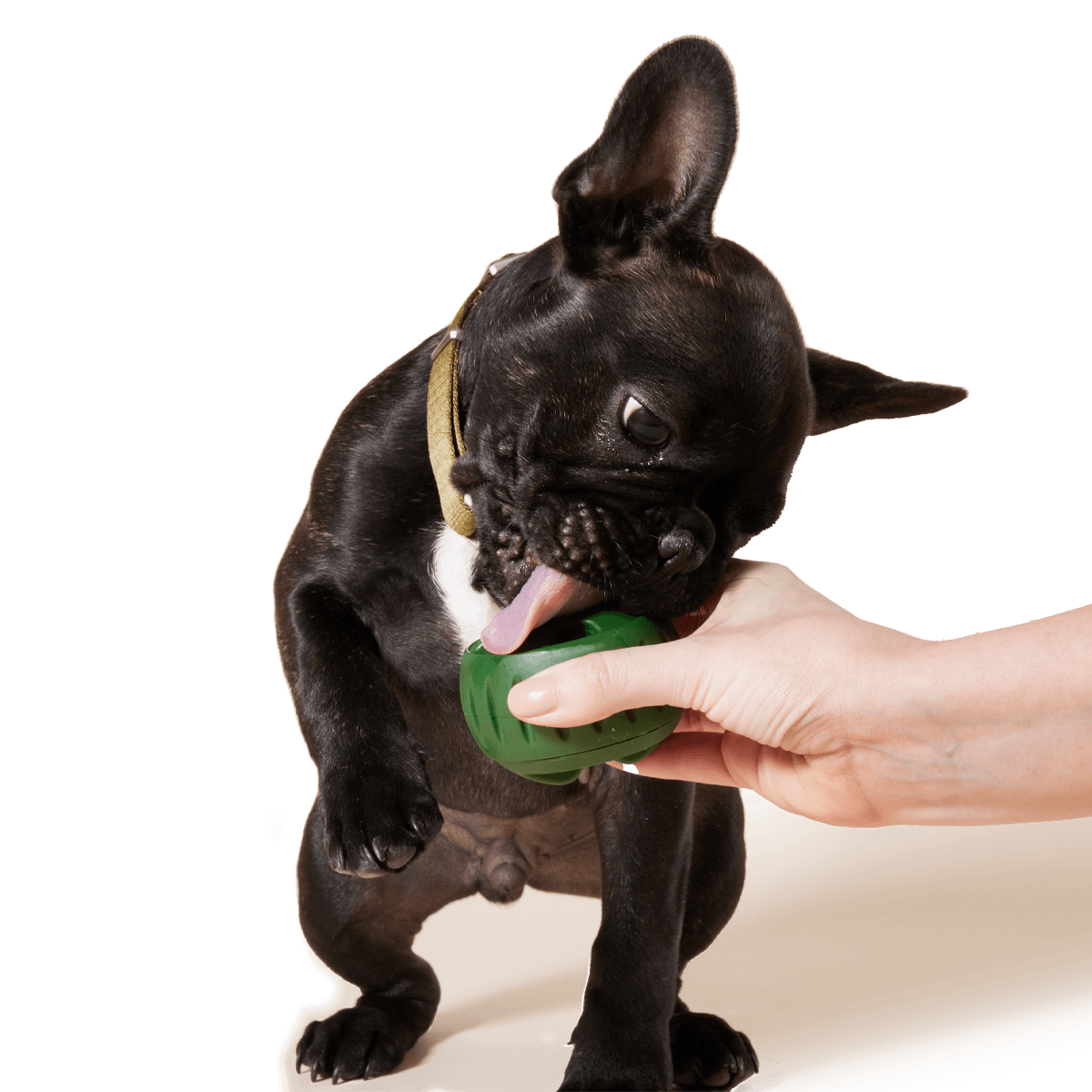 Pupsicle Treat Tray - Image 4